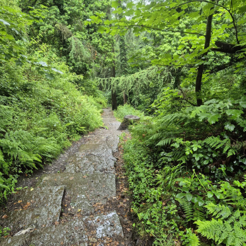 Walking for a Cause_ Patrick Maguire’s Inspiring Fundraiser